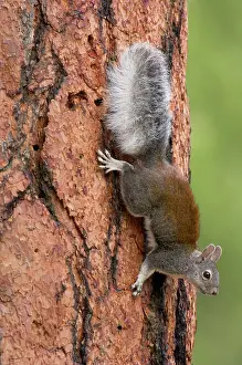 Ponderosa: Abert's Squirrel / Tassel-eared squirrel - on side