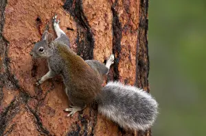Ponderosa: Abert's Squirrel / Tassel-eared squirrel - On side