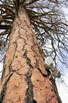 Ponderosa: Abert's / Tassel-eared SQUIRREL - climbing down