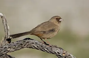 Towhee: Abert's Towhee