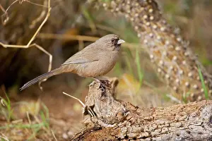 Towhee: Abert's Towhee - Perched on log