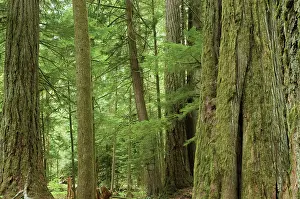 Reclaim: Pine