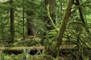 Reclaim: Pine