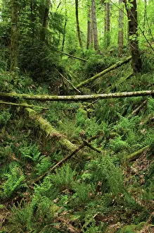 Reclaim: Pine