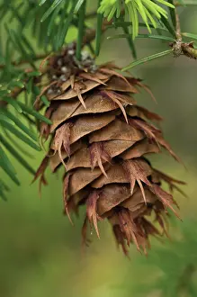 Reclaim: Pine