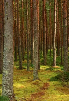 Reforestation: Pine