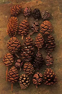 Saved: Pine