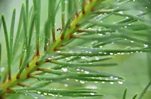 Abies: Pine