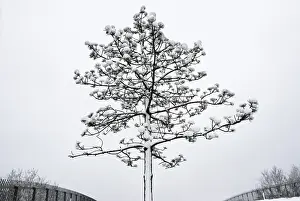 Monochrome: Pine