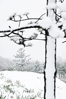Monochrome: Pine