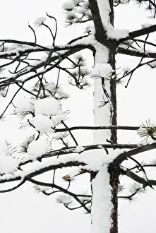 Monochrome: Pine