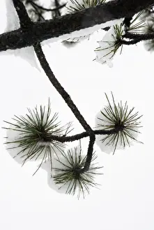 Monochrome: Pine