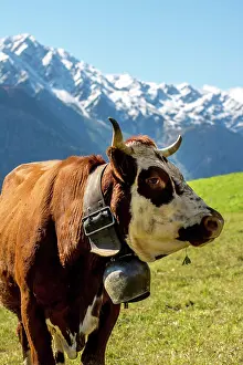 Rhone: Abondance cattle, cow, portrait, French Alps, Department