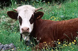 David C Dixon: Abondance COW - Alpine Cow resting in grass