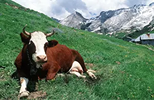 David C Dixon: Abondance Cow - Alpine cow resting on hillside