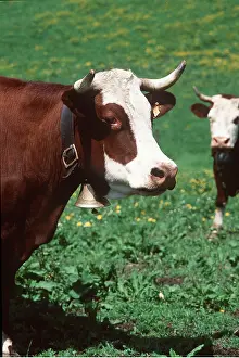 David C Dixon: Abondance COW - close up of head and bell of Alpine Cow