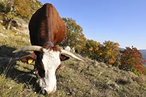 Phytophages: Abondance cow grazing in a meadow in autumn France