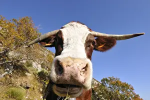 Phytophages: Abondance cow grazing in a meadow in autumn France