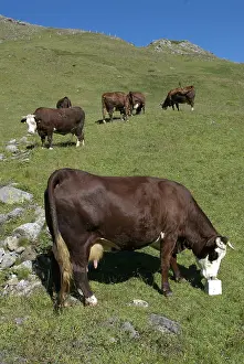 Ruminating: Abondance cow in a mountain pasture Vanoise France