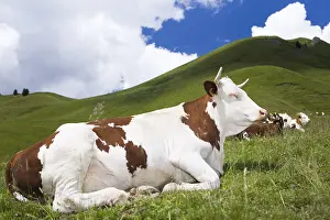 Abondances: Abondance cows at rest in a pasture Alpes France