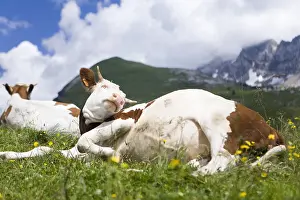 Abondances: Abondance cows at rest in a pasture Alpes France