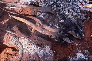 Fire: ABORIGINES - cooking Gould's Goanna / Gould's Sand