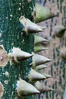 Thorns: Abstract