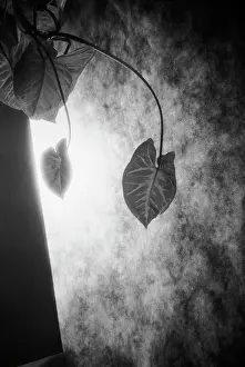 Monochrome: Abstract, Black & white