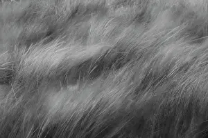 Blowing: Abstract black and white view of grasses blowing