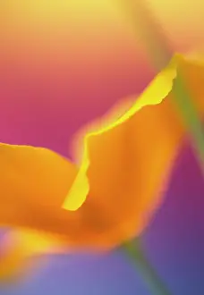 Feminine: Abstract close-up of poppy flower