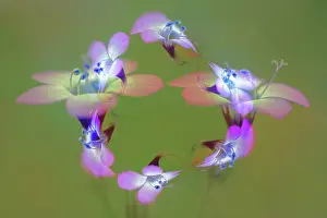 Latifolia: Abstract of Davy Gilia flowers, Antelope Valley