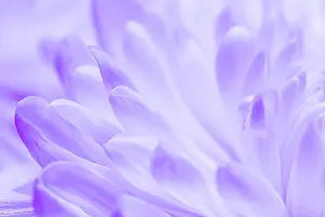 Decorated: Abstract floral background, white violet daisy f