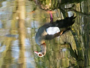 Perching: An abstract image of a Egyptian goose
