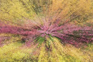 Impression: Abstract impression of autumnal tundra woodland of primarily