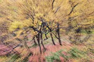 Impression: Abstract impressions of autumnal tundra woodland of primaril