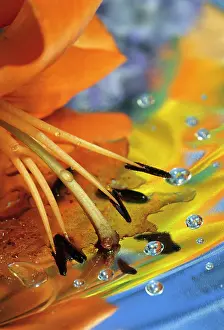 Stamens: Abstract of lily stamens in reflection