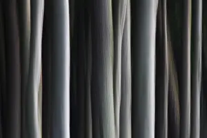 Blurred: Abstract, motion blurred beech tree trunks at Ghost W