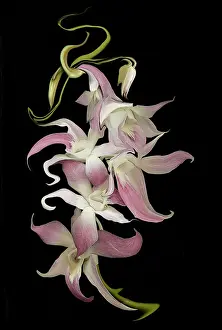 Ellen: Abstract orchid artwork, digitally manipulated