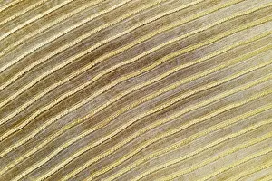 Cornfield: Abstract patterns in cornfield after wheat harvest