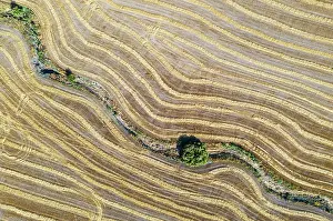 Annuus: Abstract patterns in cornfield after wheat harvest