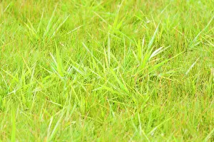 Drentsche: Abstract portrait of Grasses