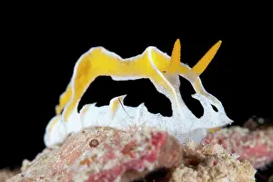 Fungia: Abstract Reticuludia Nudibranch