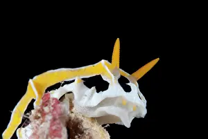 Fungia: Abstract Reticuludia Nudibranch