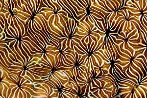 Arty: Abstract view of hard coral, Raja Ampat