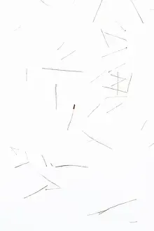 Middag: Abstract Winterlandscape with grasses