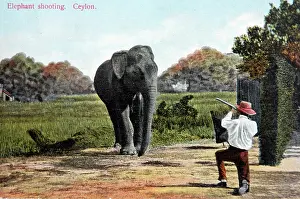 Absurd: Absurd mock-up of elephant hunting in Ceylon/Sri