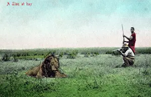 Absurd: Absurd mock-up of lion hunting in South Africa