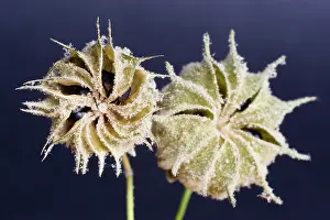 Abutilon: Abutilon