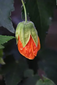 Mallow: Abutilon