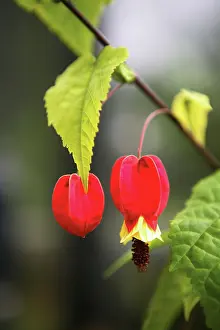 Mallow: Abutilon